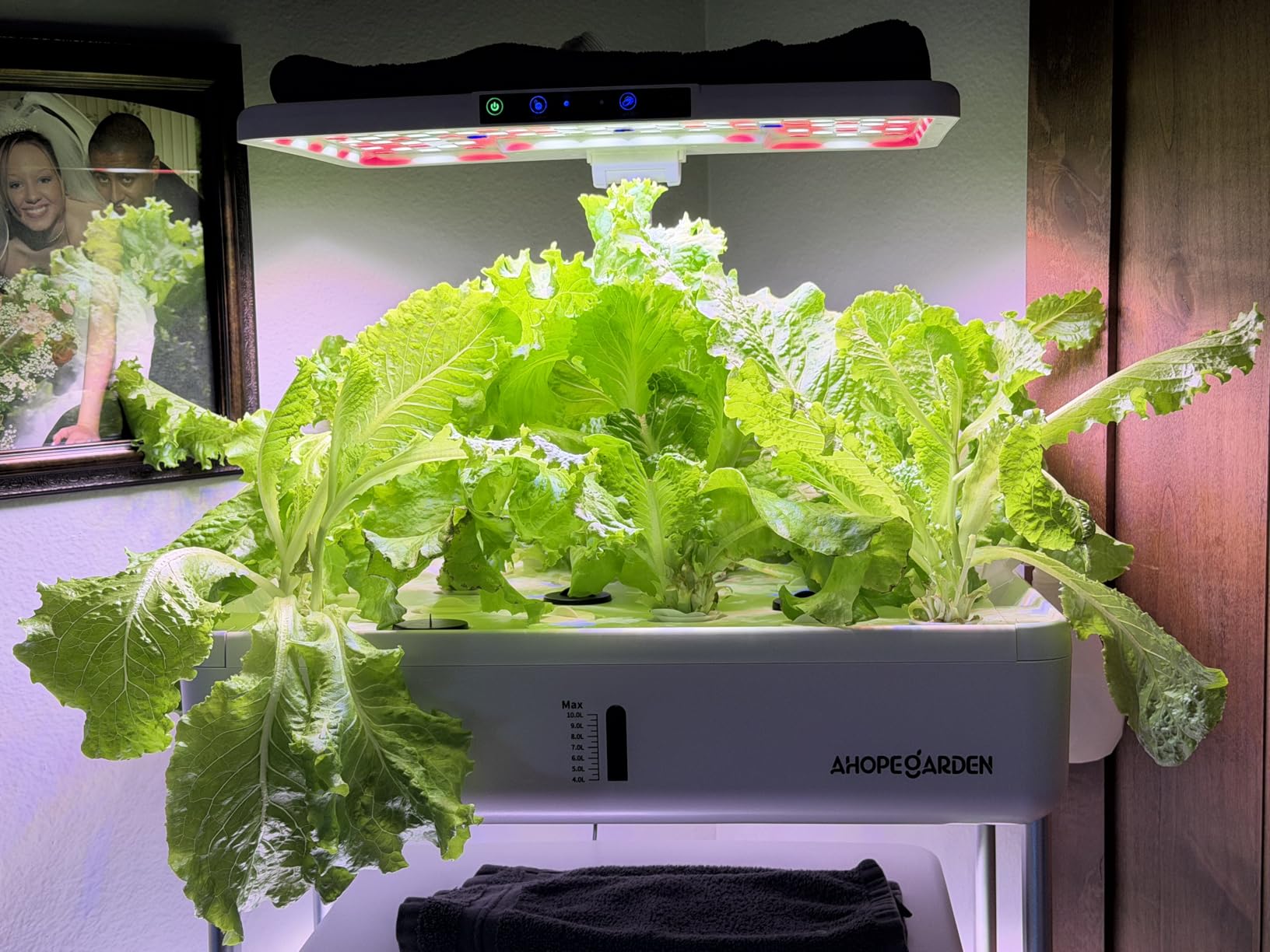 Ahopegarden Indoor Garden Hydroponics Growing System Kit: 66 Pods Plant Herb Garden Germination Kit with LED Grow Light, 30L Large Capacity Kitchen Hydroponics Planter Grower for Vegetable Fruit customer photo 1