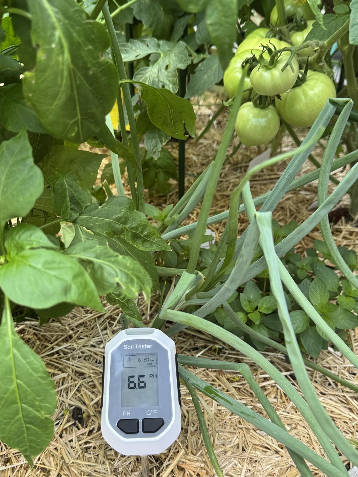 YAMRON 4-in-1 Soil Moisture Meter, Digital Plant Temperature/Soil Moisture Test & PH Meter/Sunlight Intensity, Backlight LCD Display for Gardening, Farming and Outdoor Plants customer photo 1