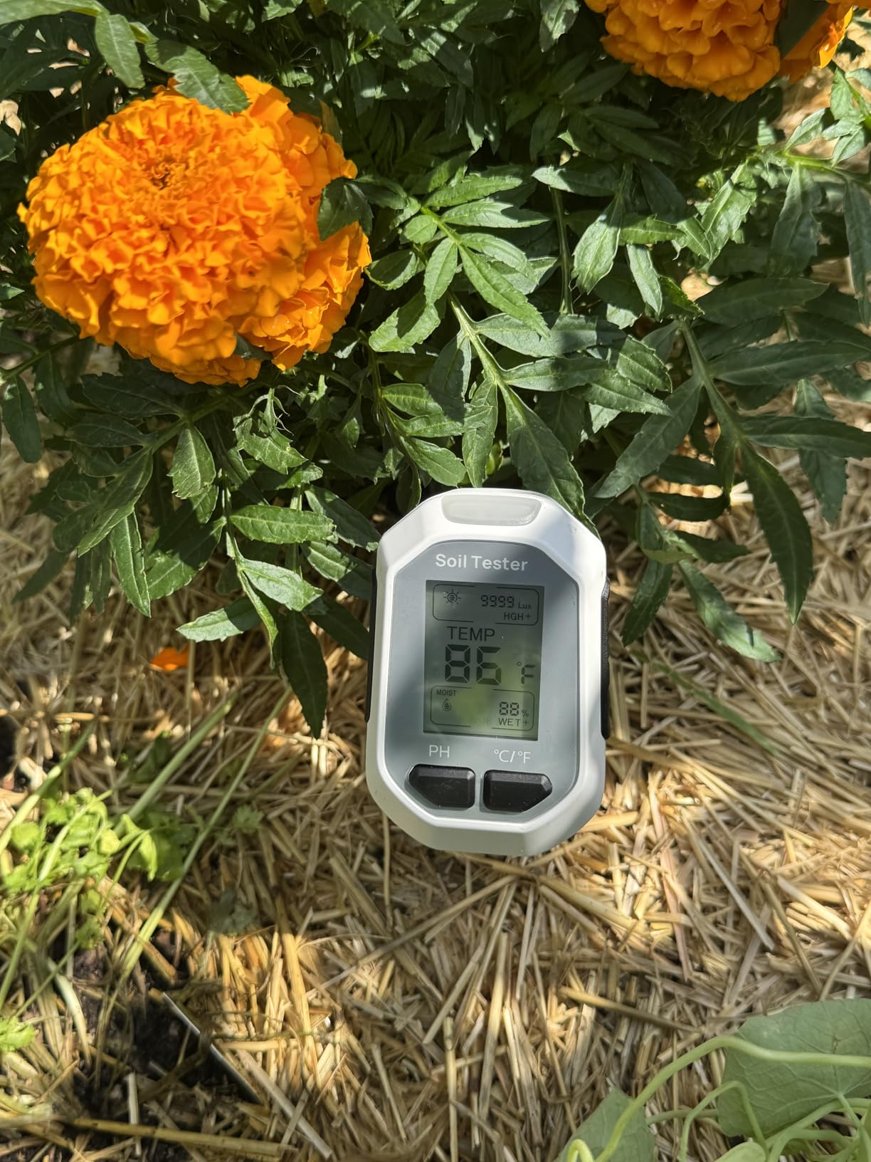 YAMRON 4-in-1 Soil Moisture Meter, Digital Plant Temperature/Soil Moisture Test & PH Meter/Sunlight Intensity, Backlight LCD Display for Gardening, Farming and Outdoor Plants customer photo 2