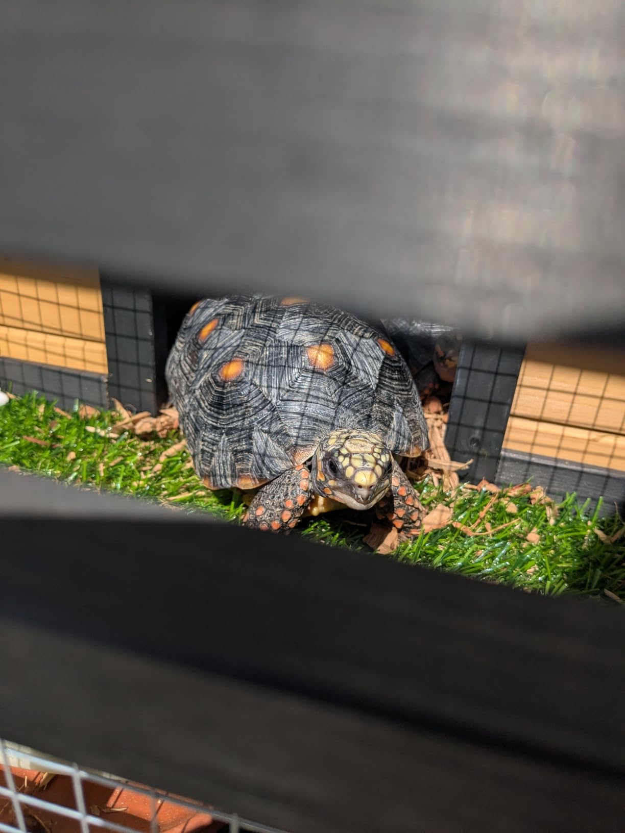 3-Room Large Tortoise Habitat with Pull-Out Tray, Wooden Tortoise Enclosure Indoor & Outdoor with Ramp, Grass Mat, Openable Roof, Luxurious Reptile Enclosure for Small Animals, Yellow customer photo 1