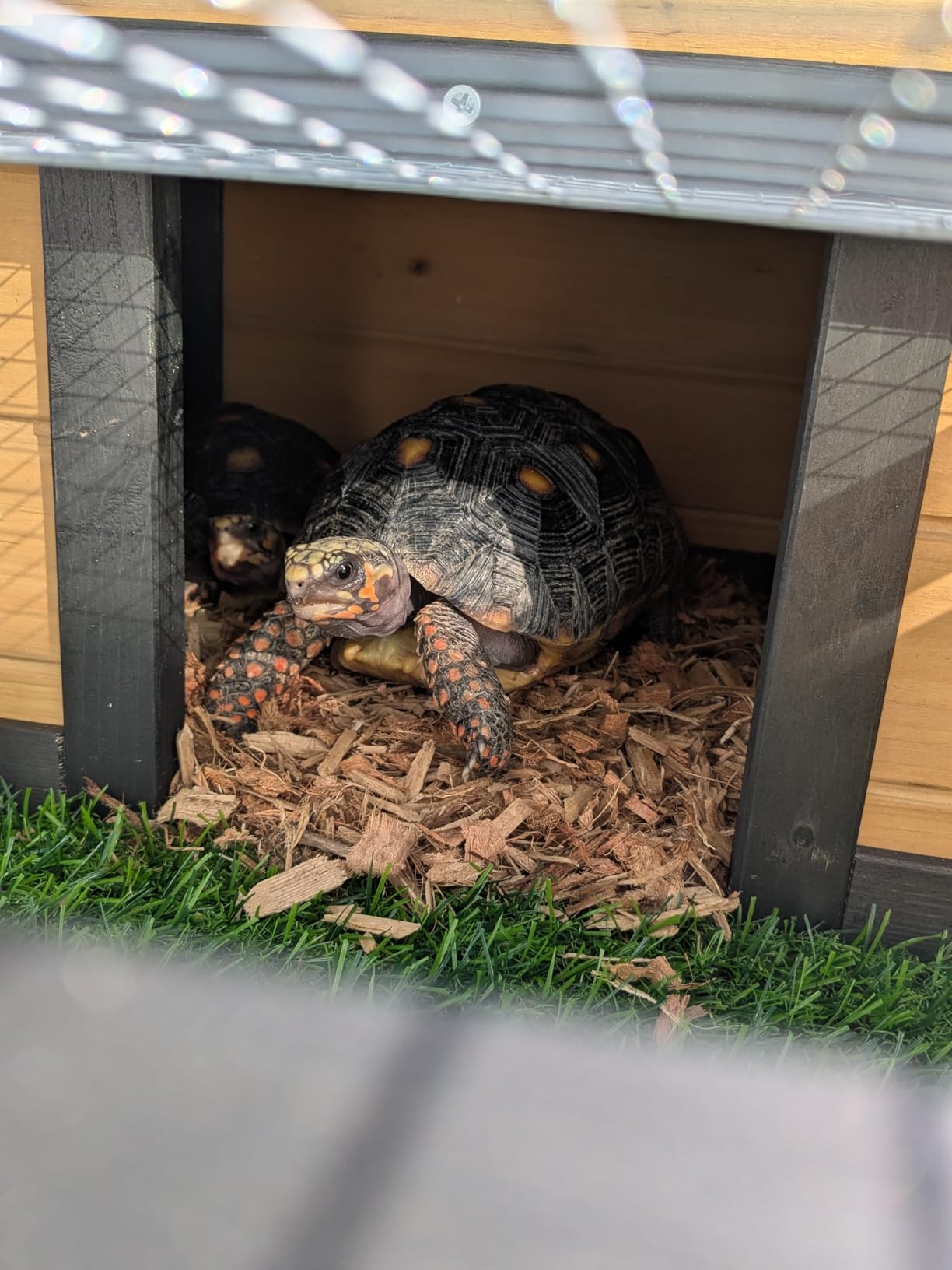 3-Room Large Tortoise Habitat with Pull-Out Tray, Wooden Tortoise Enclosure Indoor & Outdoor with Ramp, Grass Mat, Openable Roof, Luxurious Reptile Enclosure for Small Animals, Yellow customer photo 2