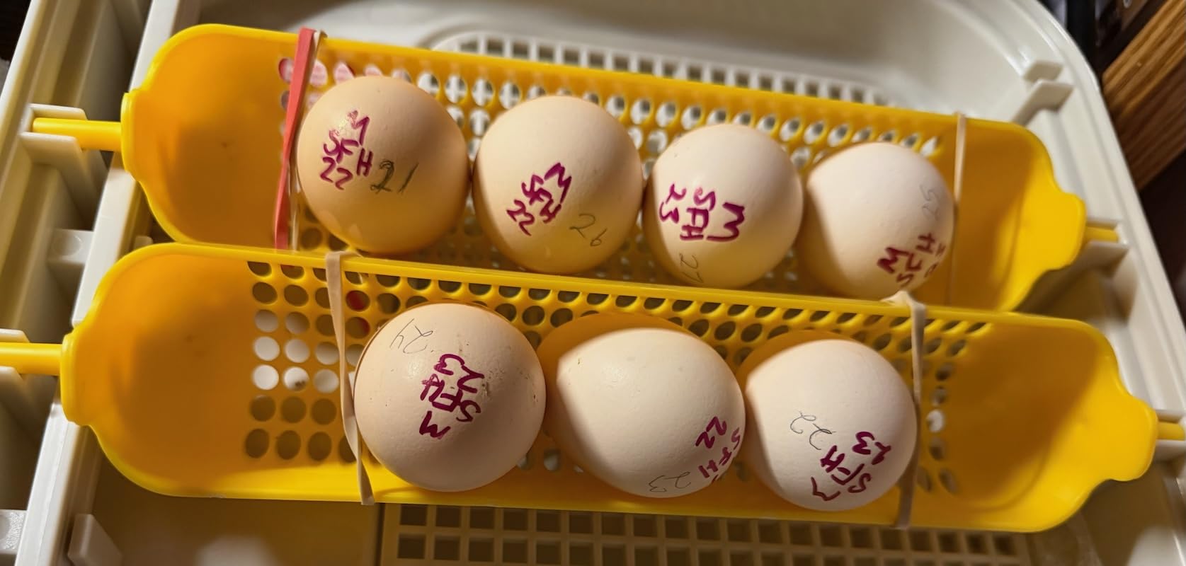 MATICOOPX 20 Egg Incubator with Humidity Display, Egg Candler, Automatic Egg Turner, for Hatching Chickens customer photo 1
