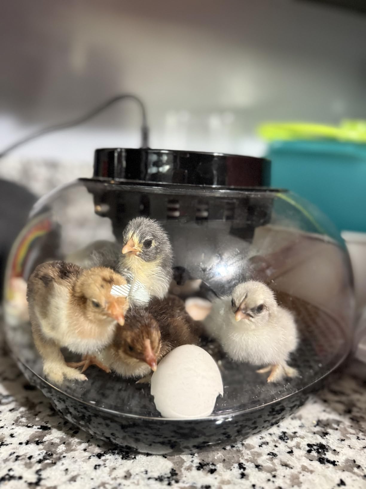 Incubators for Hatching Eggs 12 Egg Incubator with Automatic Egg Turning and Humidity Control, Egg Candler, Auto Water Replenishment, M12H customer photo 2