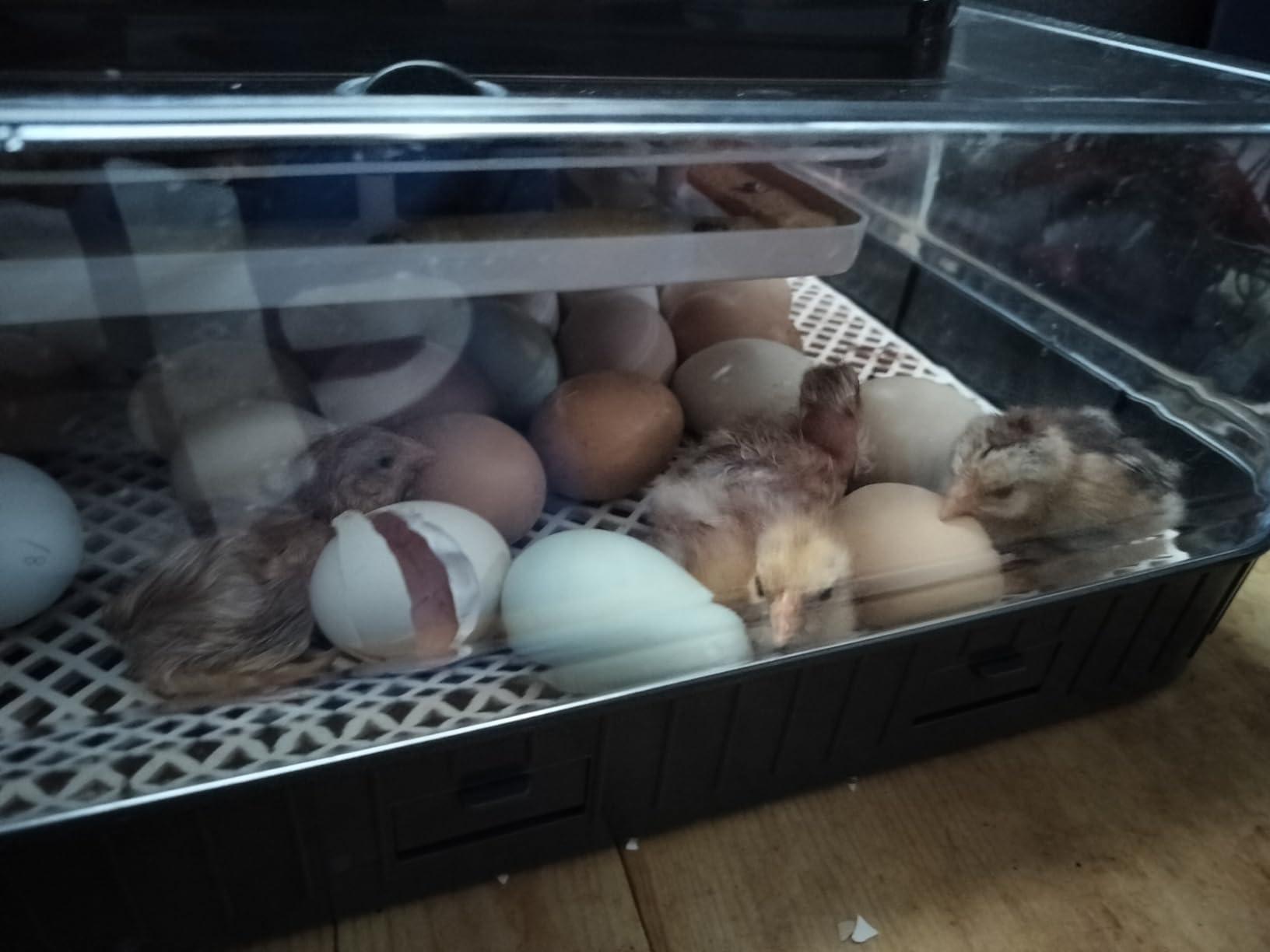 Sailnovo 56 Egg Incubator for Hatching Eggs with Automatic Egg Turning and Auto Humidification, Temperature Control, Egg Candler, Incubator for Chicken Eggs, Gray customer photo 2