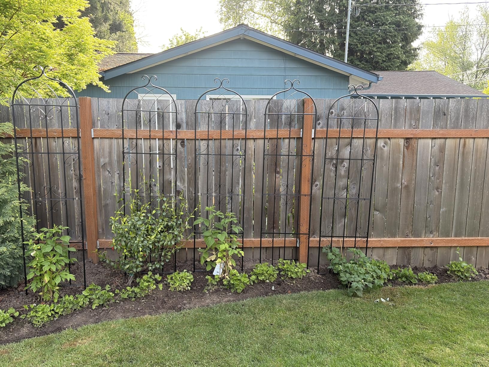 VEVOR Garden Trellis for Climbing Plants, 87 x 20 in, 2 Packs Rustproof Metal Garden Flower Trellis, Outdoor Climbing Rose Trellis Cucumbers Support, Decorative Clematis Trellis for Courtyards Lawns customer photo 2