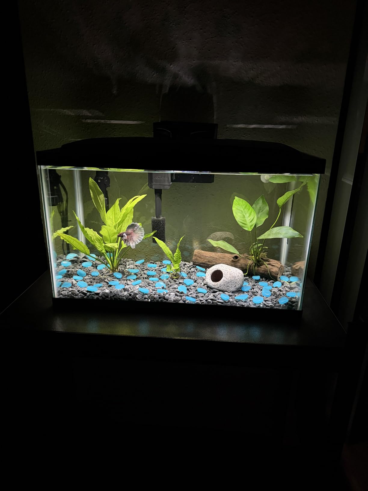 Aqueon Aquarium Starter Kit with Smart Clean Filtration and LED Lighting, Freshwater and Saltwater Fish, Perfect for Tetras, Guppies, Platies, 10-Gallon customer photo 1