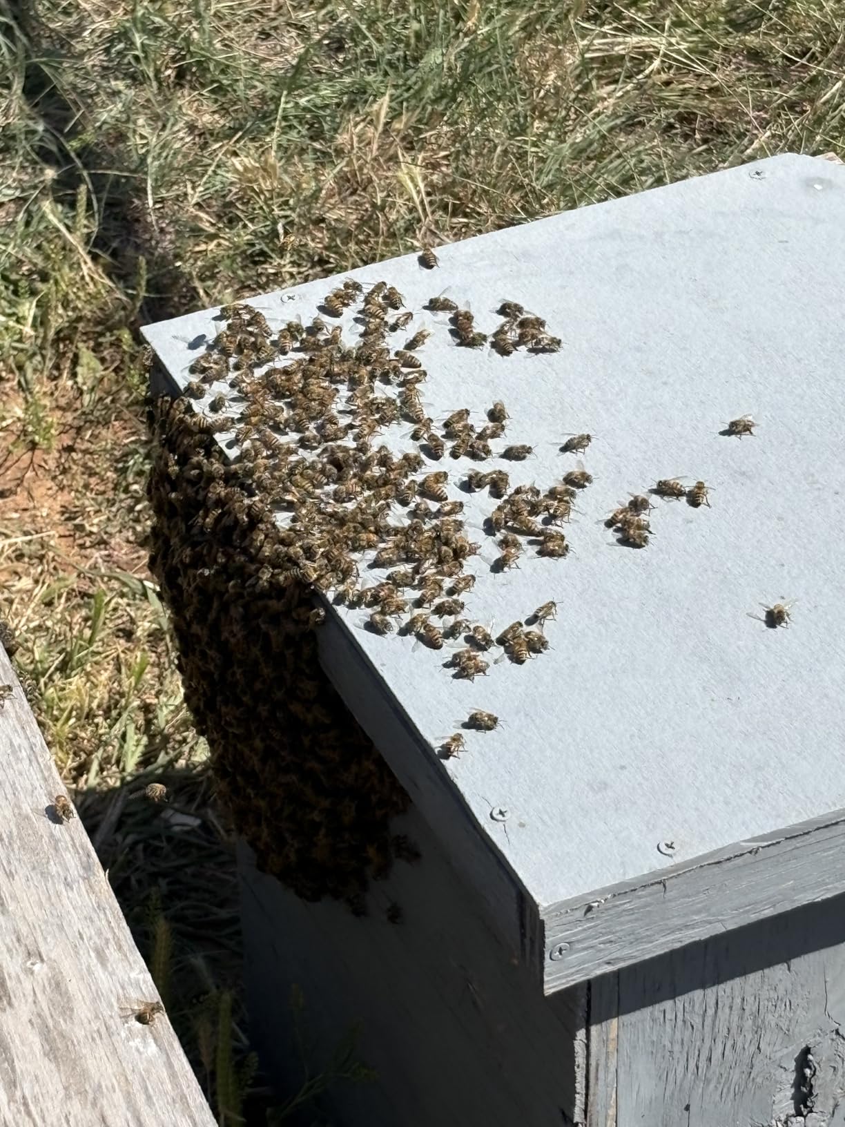 Bee Hive Smoker Kit - Stainless Steel Smoker with Heat Shield & 54 Smoking Pellets, Ideal Beekeeping Supplies for Beginners & Professionals customer photo 1