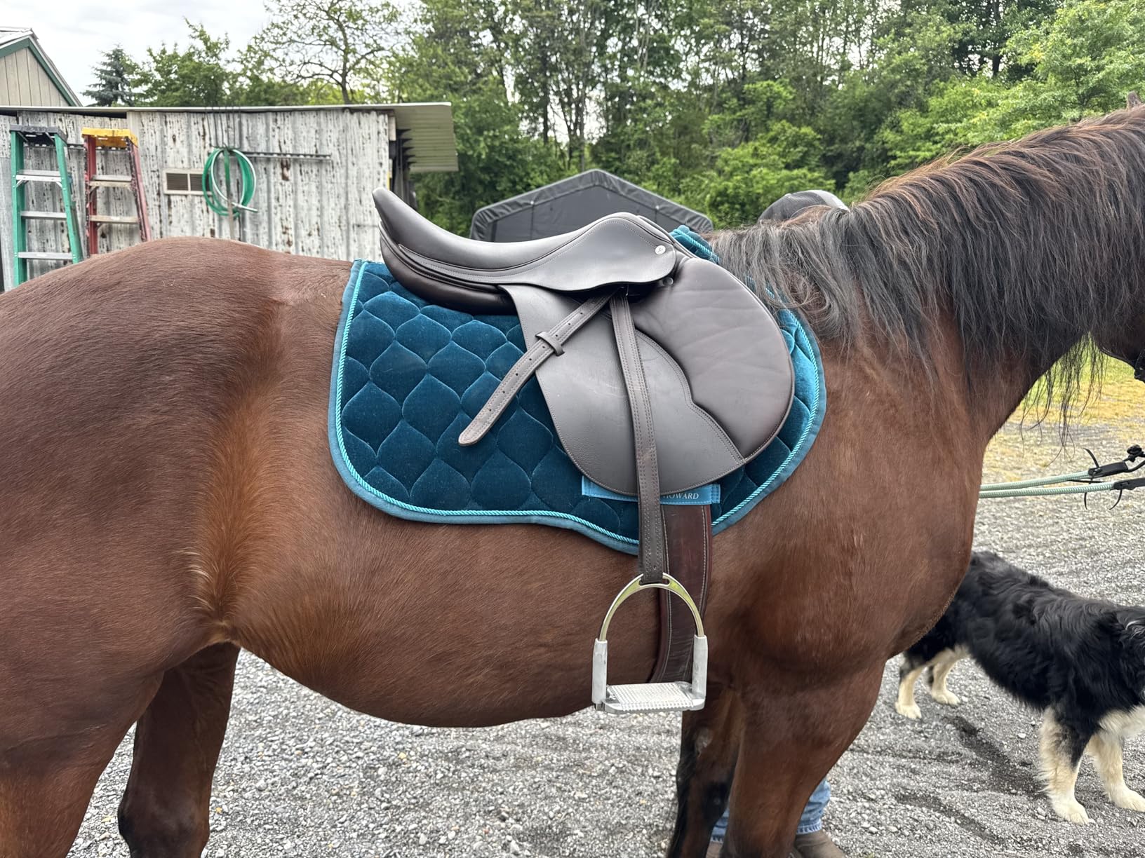 Harrison Howard Close Contact Saddle for Horse Riding Training English Saddle Pad Soft Cushioning for Horse Back customer photo 1