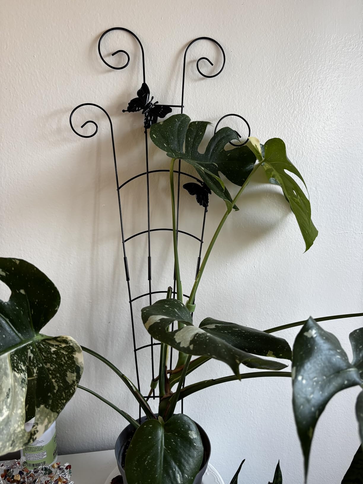 2 Pack 30 Inch Taller Plant Trellis for Potted Climbing Plants Indoor, Expandable Metal Garden Trellis for Climbing Plants, Flowers Vine Ivy, Sturdy Houseplant Support for Potted Plants with Ties customer photo 1