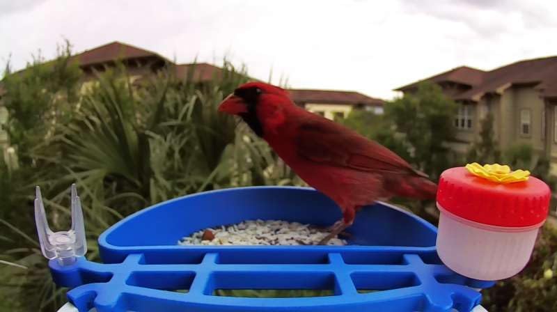Smart Bird Feeder with Camera, AI Identifies 16,000+ Birds, Solar Powered, 2.5K HD, Auto Capture & Notify, Ideal Gift for Bird Lovers customer photo 2