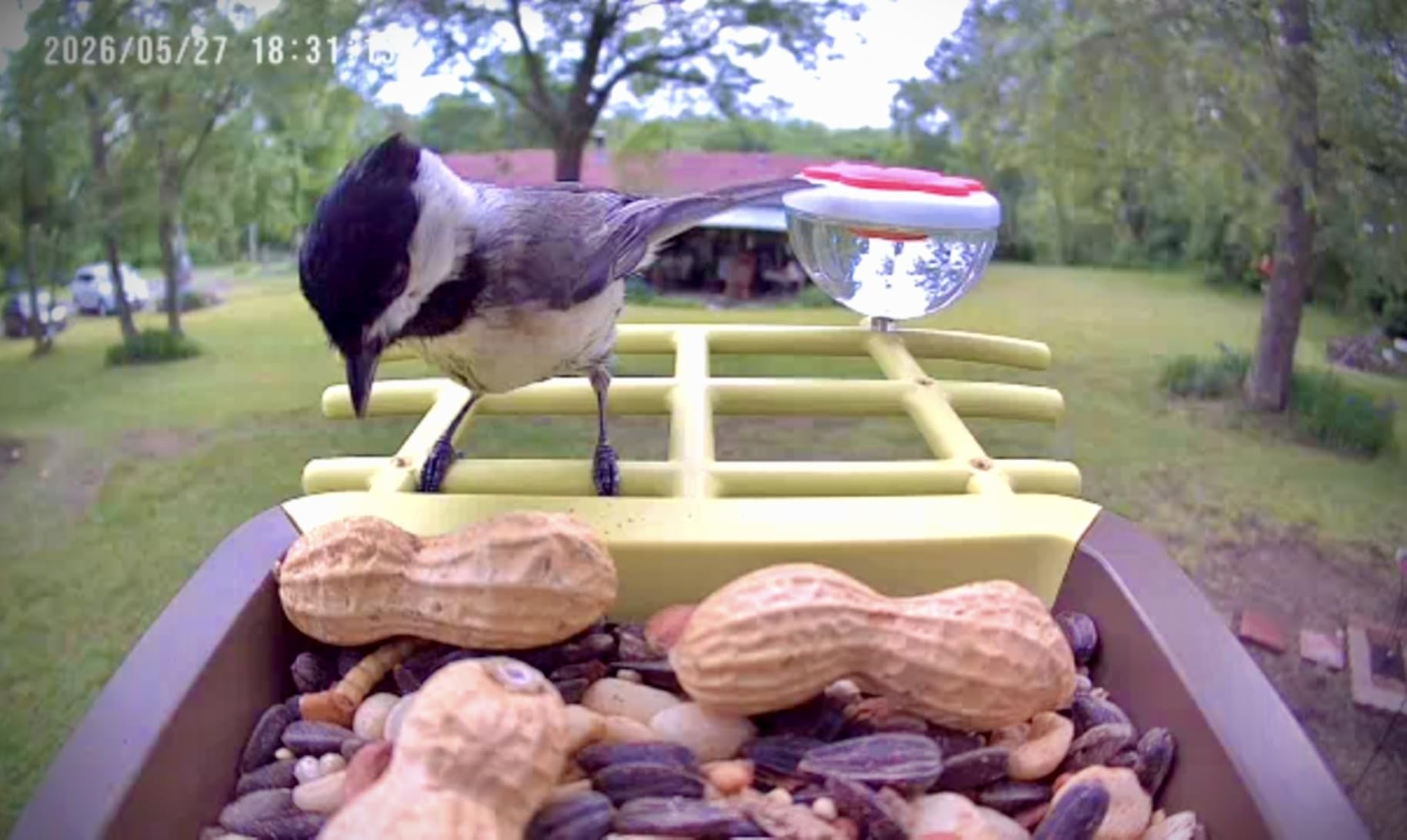 Smart Bird Feeder with Camera Outdoor: 2K Wild Bird Watching Video Cam - Unique Gifts for Nature Lover - Birds House Window at Garden IP66 Solar Charged & Squirrel-Proof Alarm customer photo 2