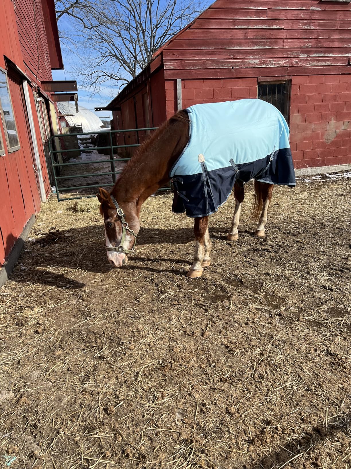 BARN & STABLE 600Denier 3000mm/3000mvp Super Waterproof & Breathable Horse Blankets for Winter with 200g Fill customer photo 1