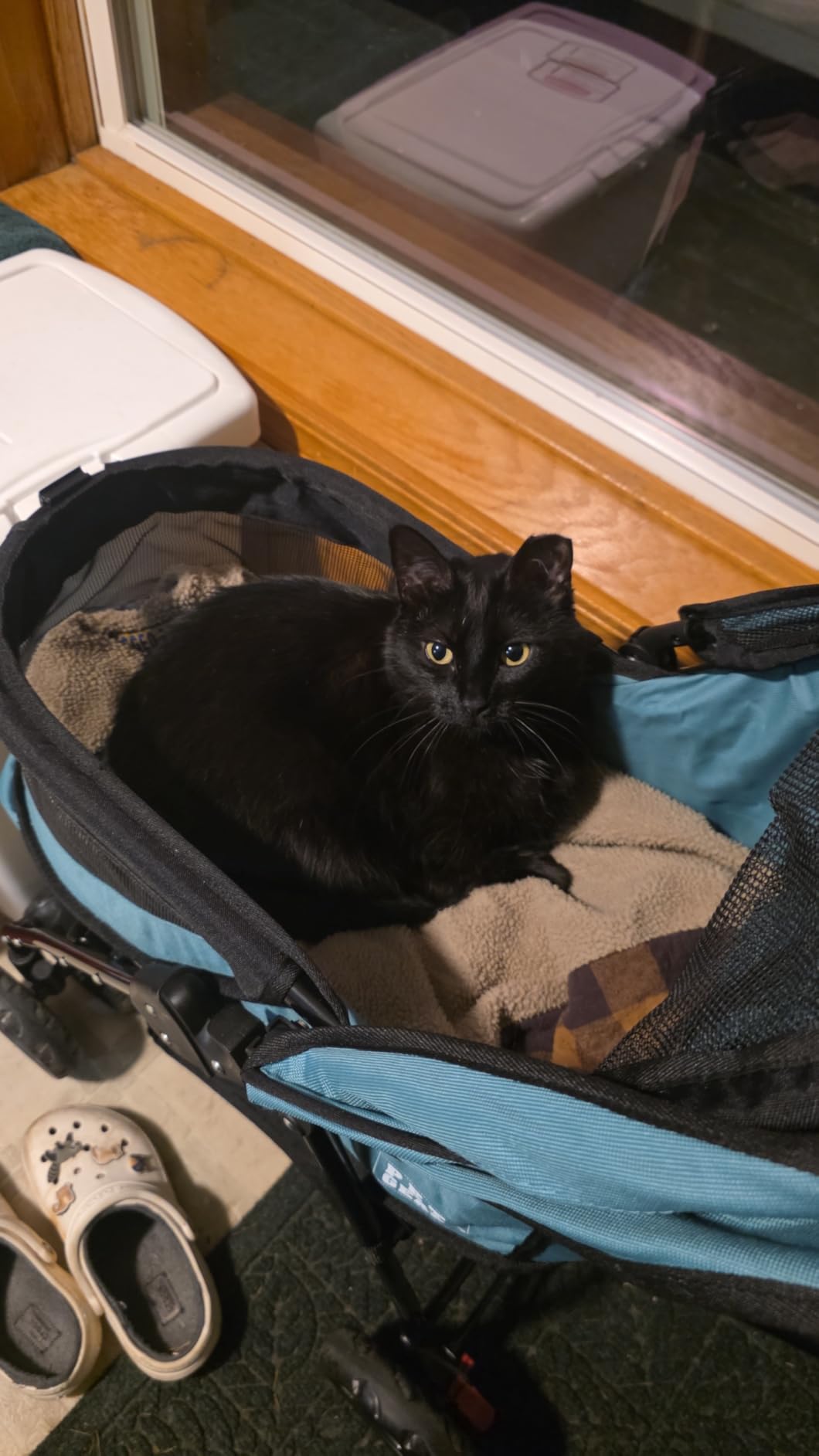 Pet Gear Happy Trails Lite Pet Stroller for Cats/Dogs, Zipper Entry, Easy Fold with Removable Liner, Safety Tether, Storage Basket, Green Clover customer photo 2