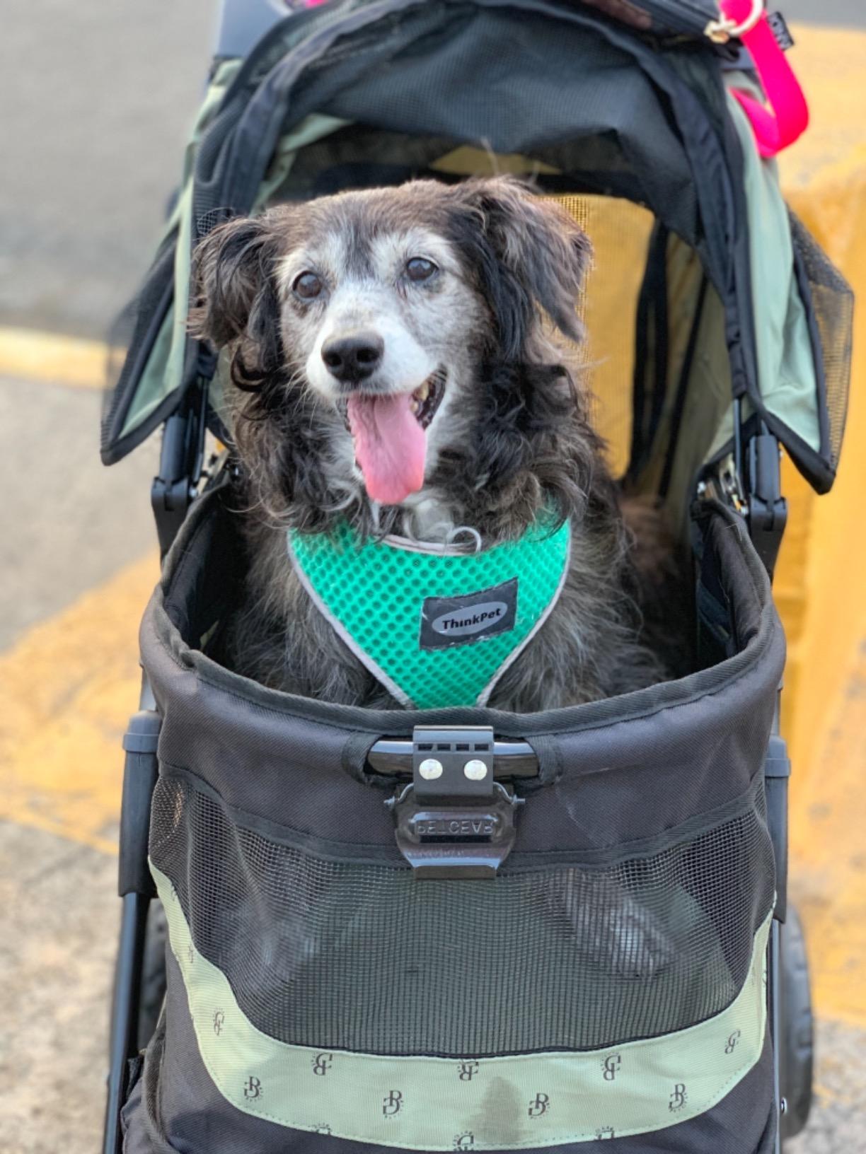 Pet Gear No-Zip Special Edition 3 Wheel Pet Stroller for Cats/Dogs, Zipperless Entry, Easy One-Hand Fold, Removable Liner, Cup Holder, Charcoal Black customer photo 1